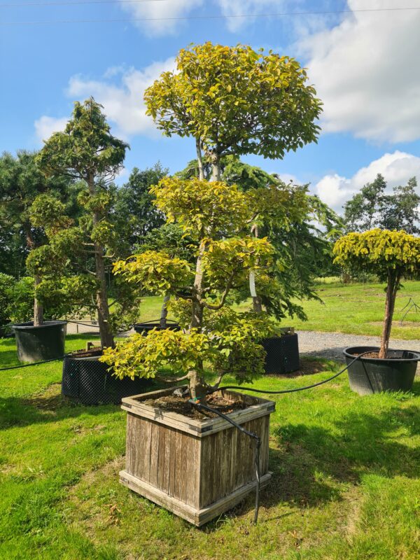 Carpinus betulus Bonsai