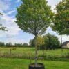 Carpinus betulus Fastigiata Mature Standard Specimen - Carpinus betulus Fastigiata Mature Standard Specimen 1