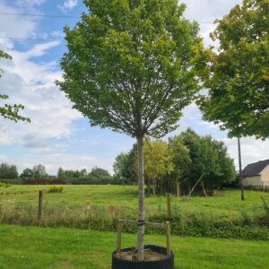 Carpinus betulus Fastigiata Mature Standard Specimen