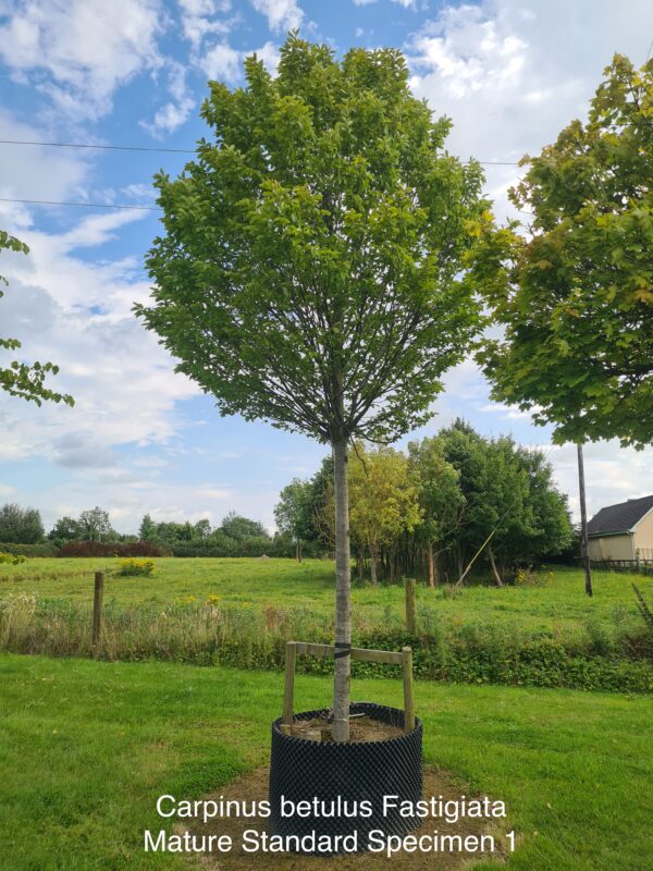 Carpinus betulus Fastigiata Mature Standard Specimen