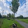 Carpinus betulus Fastigiata Mature Standard Specimen - Image 2