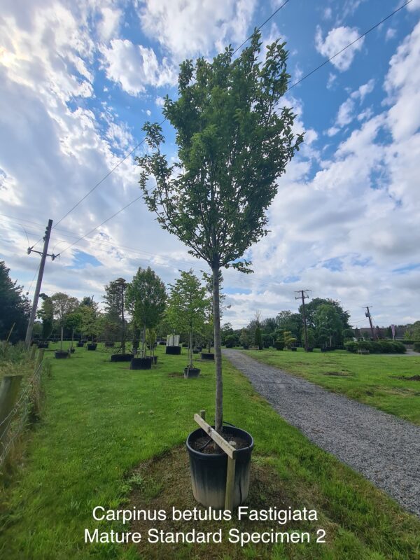Carpinus betulus Fastigiata Mature Standard Specimen - Image 2