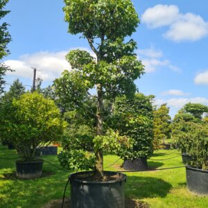 Carpinus betulus Specimen Bonsai