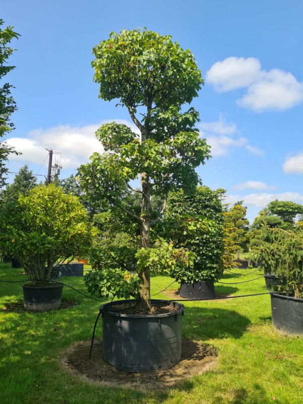 Carpinus betulus Specimen Bonsai