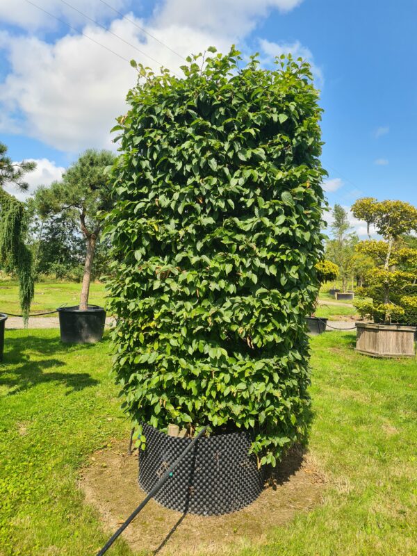Carpinus betulus SpecimenColumn - Image 2
