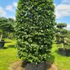 Carpinus betulus SpecimenColumn - 450L airpot, 130cm wide, 275-300cm tall