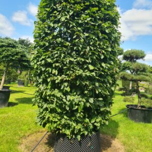 Carpinus betulus SpecimenColumn
