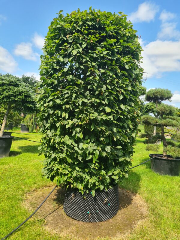 Carpinus betulus SpecimenColumn