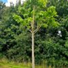 Catalpa biganoides Mature Specimen