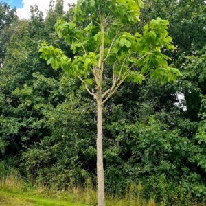 Catalpa biganoides Mature Specimen