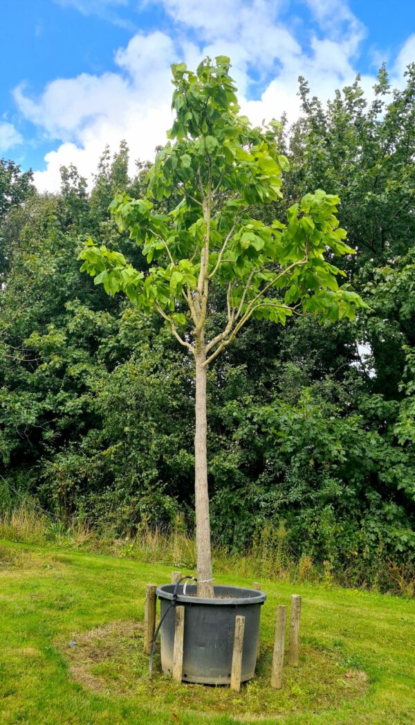 Catalpa biganoides Mature Specimen
