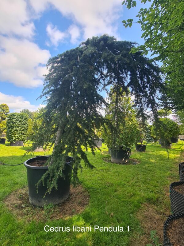 Cedrus libani Pendula - Image 2
