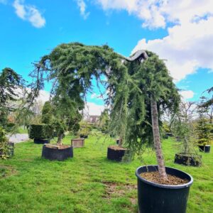 Cedrus libani Pendula