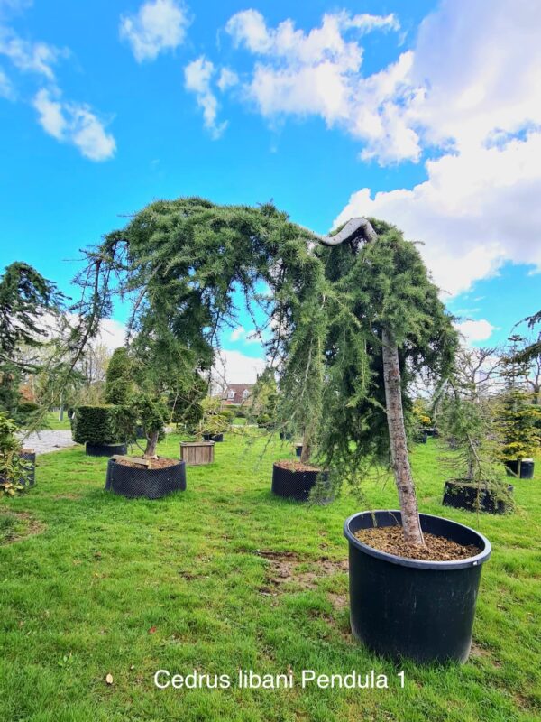 Cedrus libani Pendula