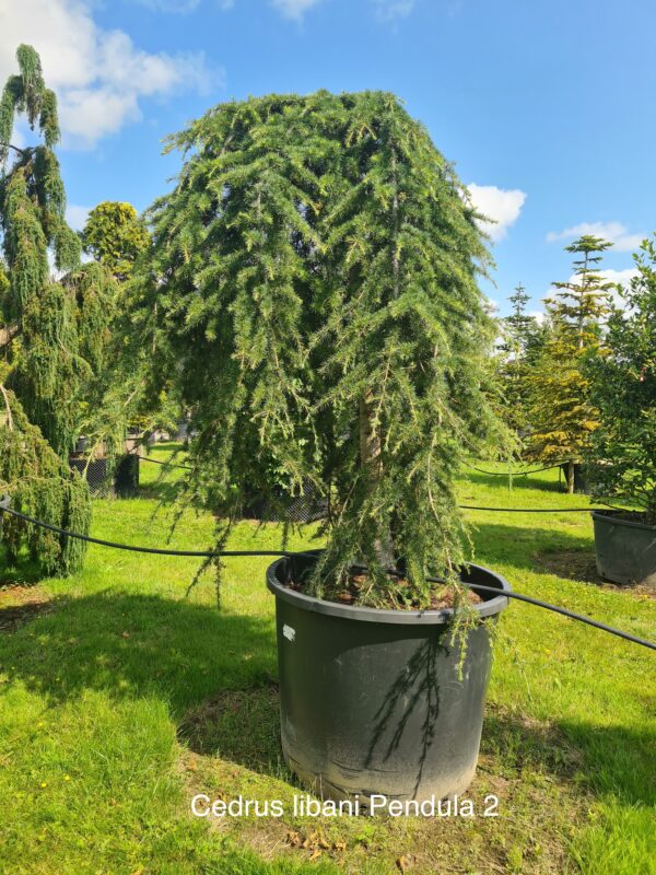 Cedrus libani Pendula - Image 4