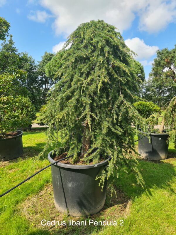 Cedrus libani Pendula - Image 3