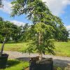 Cedrus libani Pendula Specimen - 600L 45-50cm girth, 3-3.5m tall