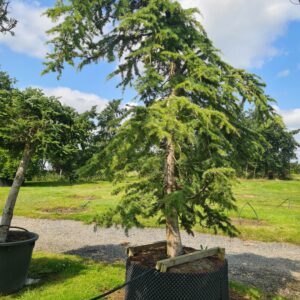 Cedrus libani Pendula Specimen