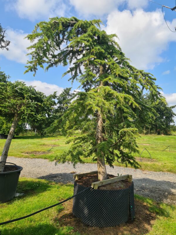 Cedrus libani Pendula Specimen
