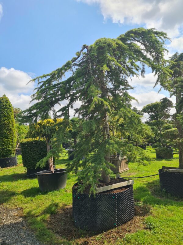 Cedrus libani Pendula Specimen - Image 2