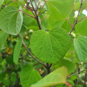 Cercidiphyllum japonicum
