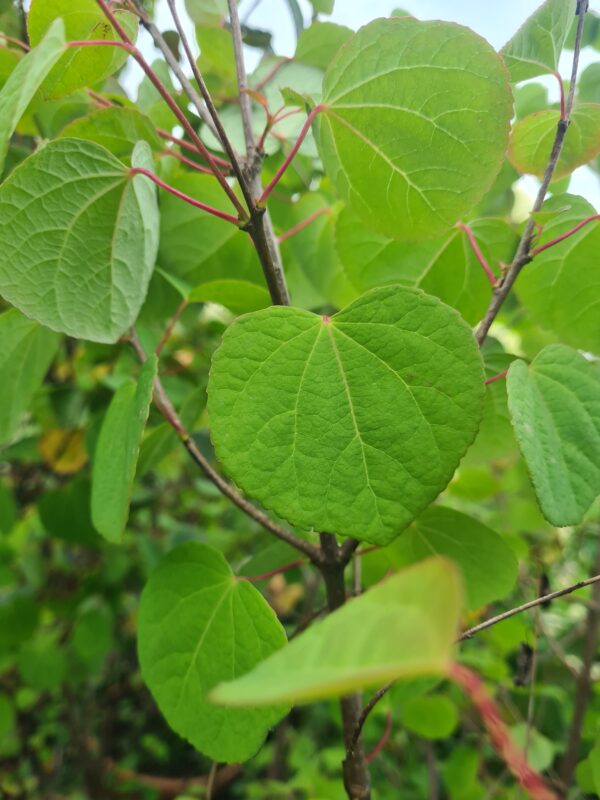 Cercidiphyllum japonicum