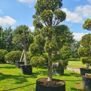 Chamaecyparis lawsoniana Stewart Shaped Specimen