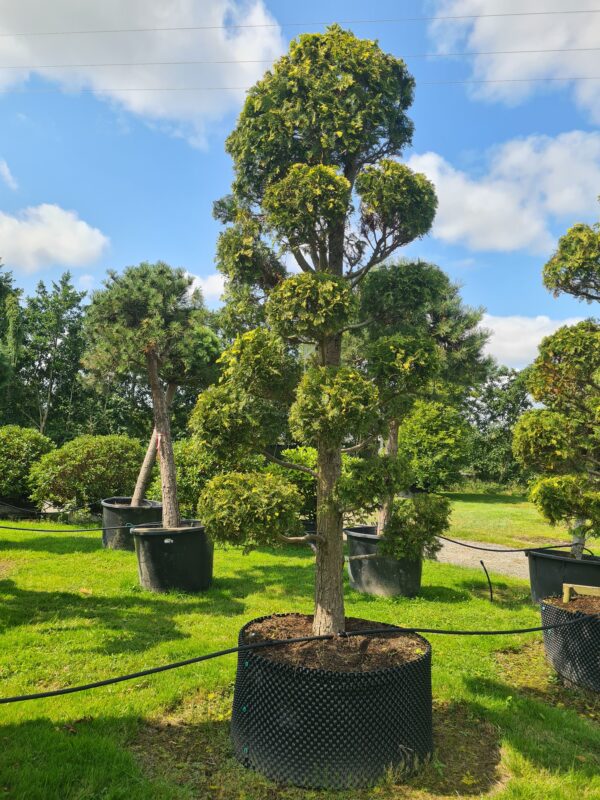 Chamaecyparis lawsoniana Stewart Shaped Specimen