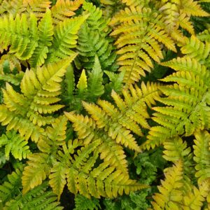 Dryopteris erythrosora / Autumn fern