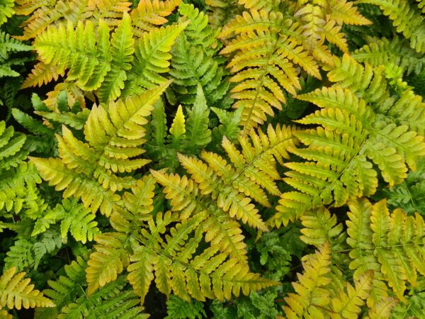 Dryopteris erythrosora / Autumn fern