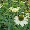 Echinacea purpurea Alba - 2L