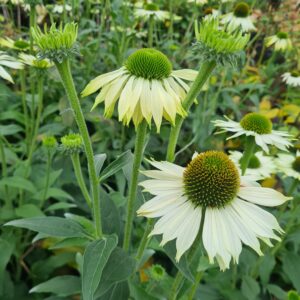 Echinacea purpurea Alba