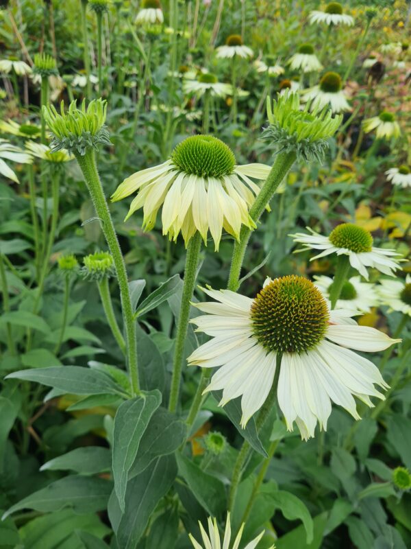 Echinacea purpurea Alba