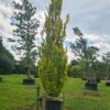 Fagus sylvatica 'Dawyck Gold' Specimen - 240L 4.5-5m tall, feathered