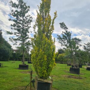 Fagus sylvatica 'Dawyck Gold' Specimen