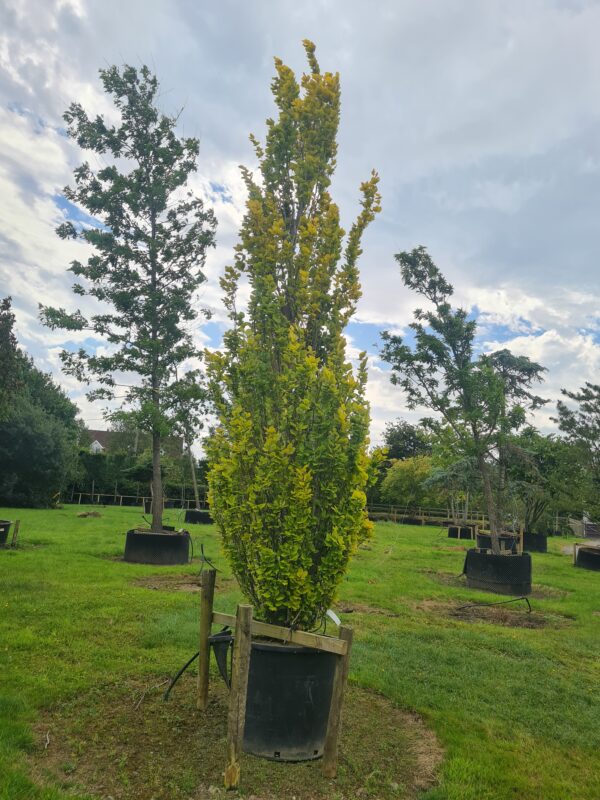Fagus sylvatica 'Dawyck Gold' Specimen