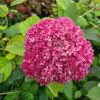 Hydrangea arb. Magical® Dark Pink 'Bokodapi' - 5L