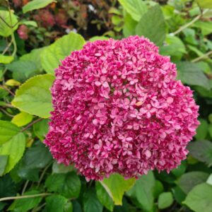 Hydrangea arb. Magical® Dark Pink 'Bokodapi'