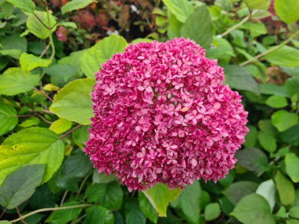 Hydrangea arb. Magical® Dark Pink 'Bokodapi'