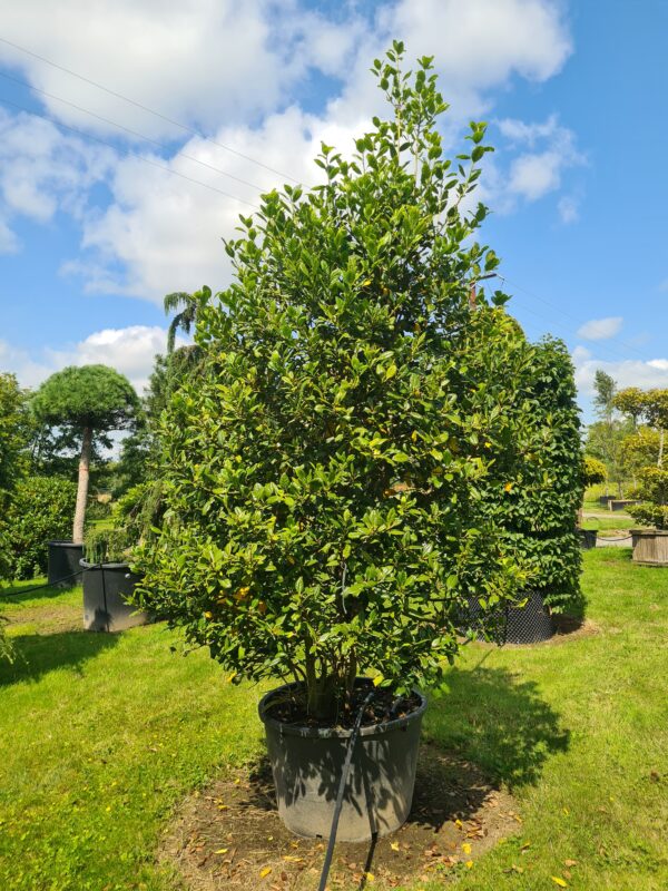 Ilex Nellie Stevens Specimen - Image 2