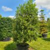 Ilex Nellie Stevens Specimen - 230L 250-300cm