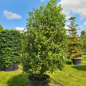 Ilex Nellie Stevens Specimen