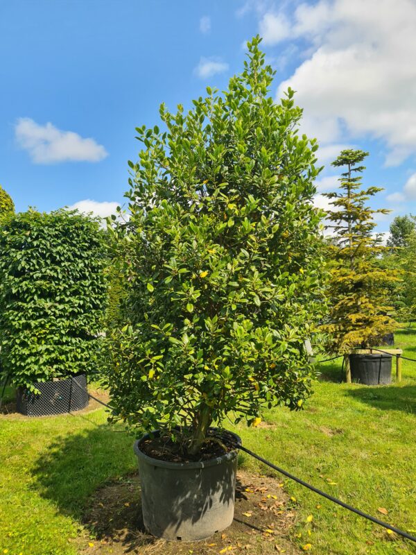 Ilex Nellie Stevens Specimen