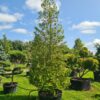 Ilex Nellie Stevens Specimen Cones - 280L 300-350cm