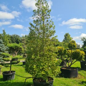 Ilex Nellie Stevens Specimen Cones