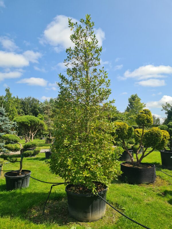 Ilex Nellie Stevens Specimen Cones
