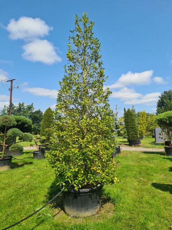 Ilex Nellie Stevens Specimen Cones - Image 2