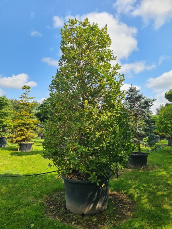 Ilex Nellie Stevens Specimen Cones - Image 3