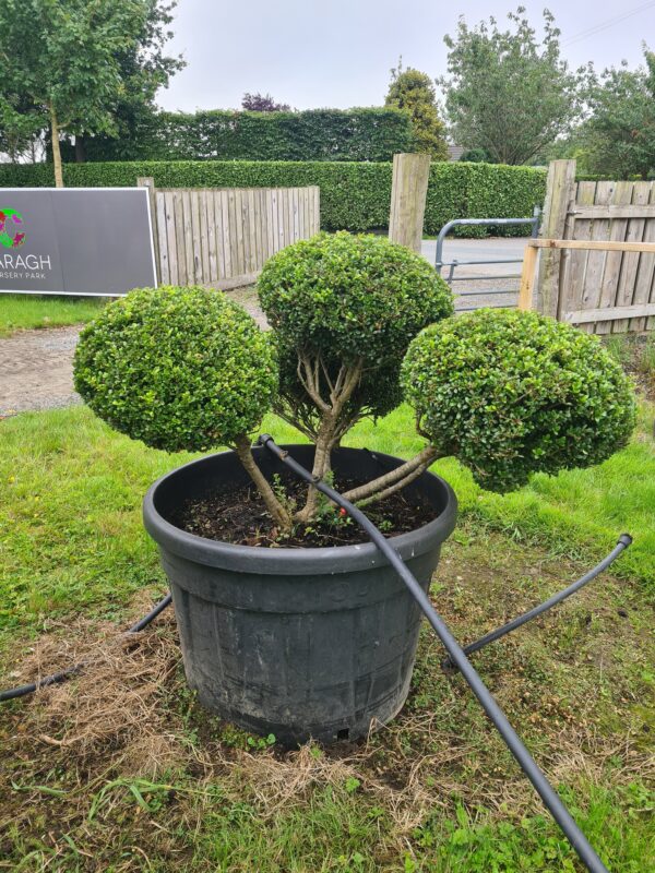 Ilex crenata Compact Specimen Bonsai - Image 2
