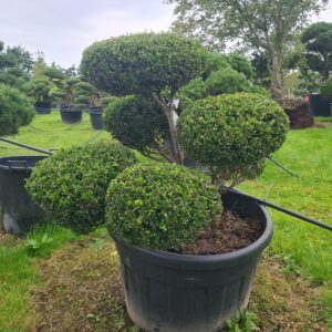 Ilex crenata Compact Specimen Bonsai